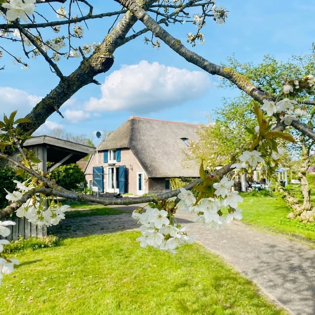 De woonboerderij van De Breken met rieten dak en blauwe luiken, gezien door de bloeiende kersenboom op het erf