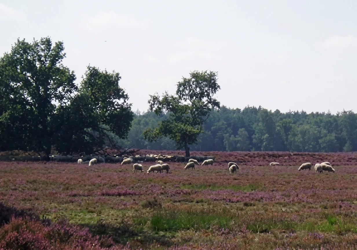 Schapen op de heide bij Heerde