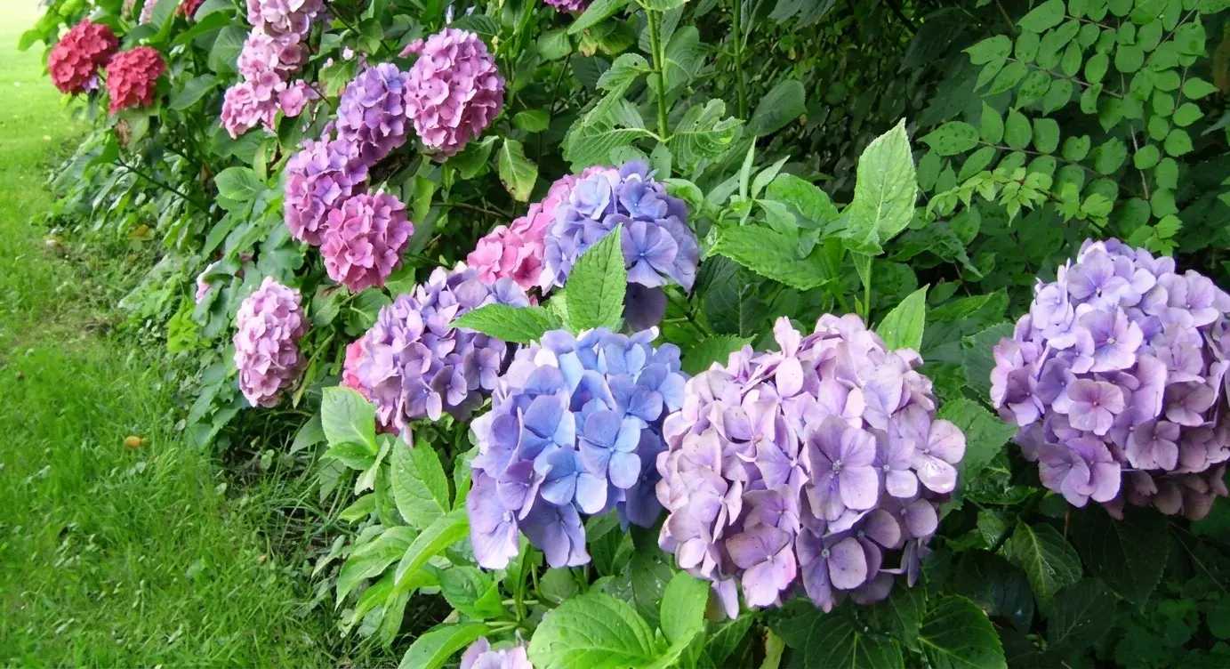 De hortensia's in de tuin bij De Deel